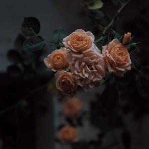 成人伊人青草久久综合网
